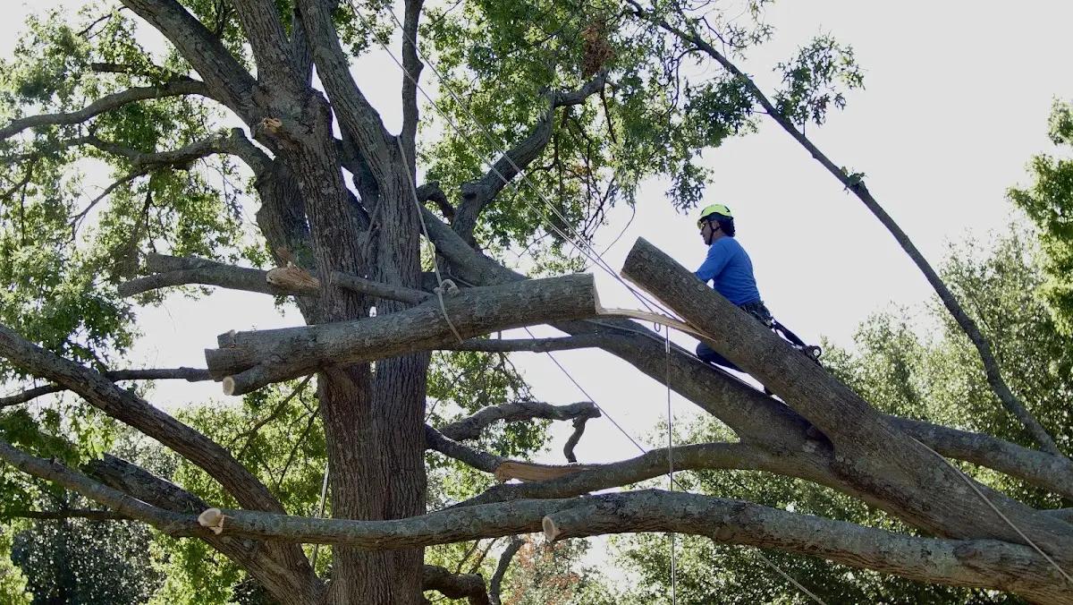 Professional Crown Thinning performed by certified arborists in Alberta